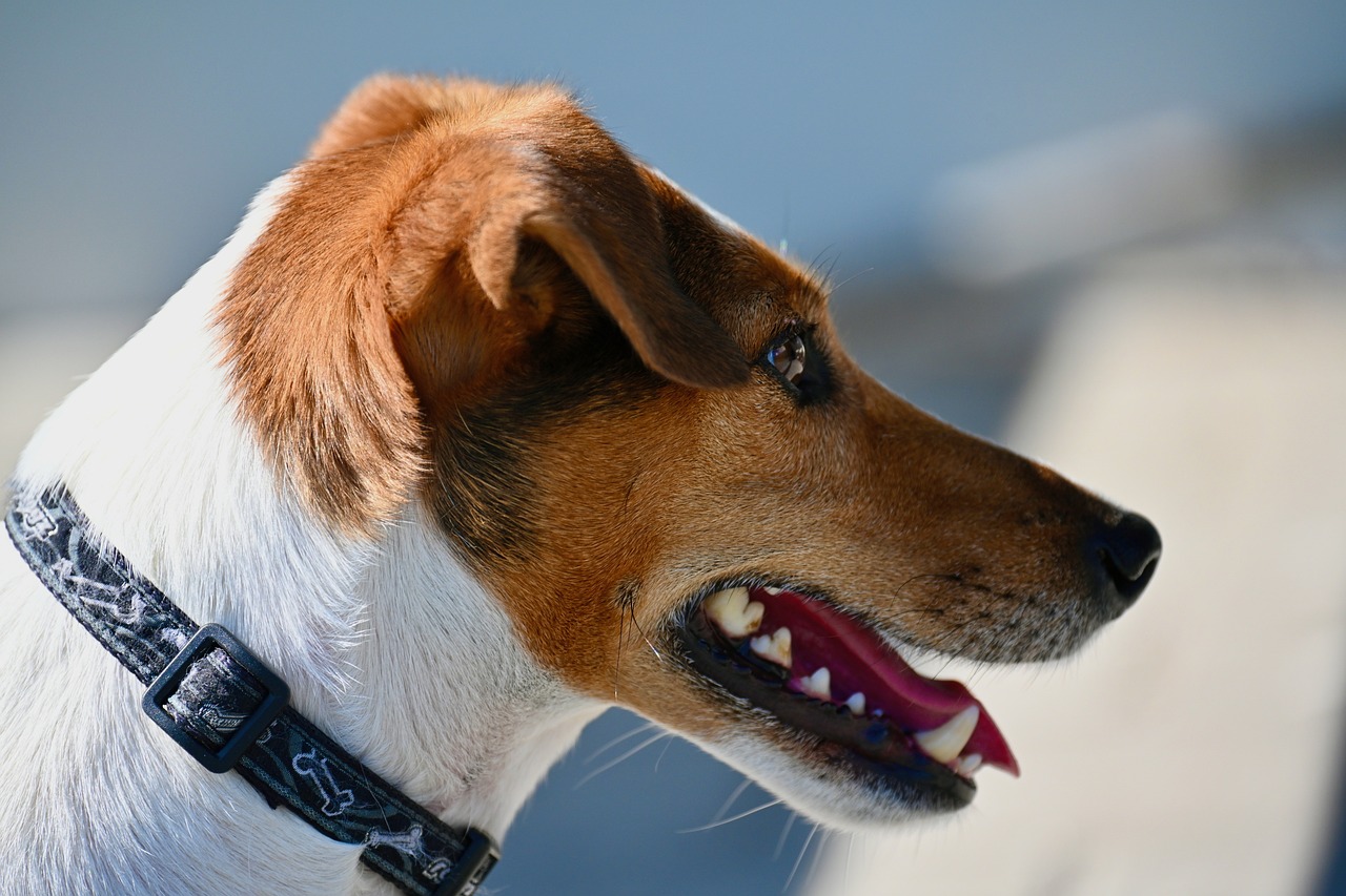 Jack Russell Terrier energie si spirit de vanator