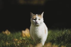 Nume de pisici cele mai populare variante pentru feline